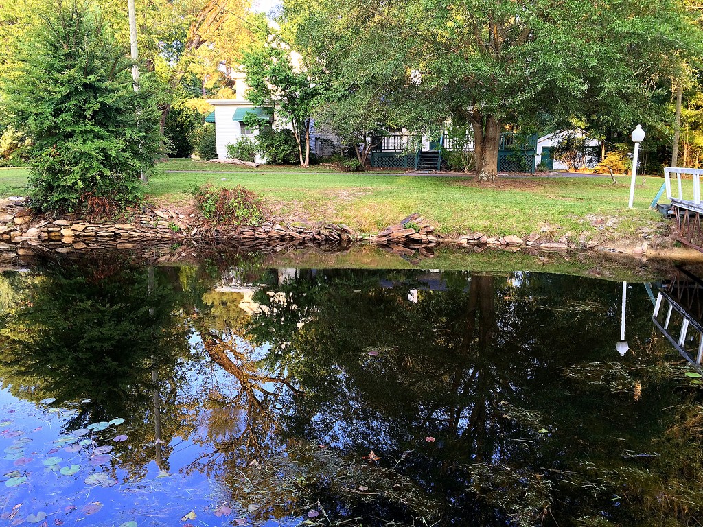 This pond has trees instead of lily pads! by homeschoolmom