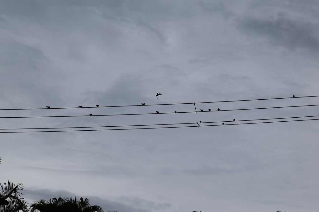 Cold birds on the wires... by happysnaps