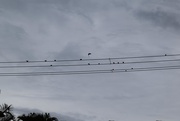 11th Sep 2015 - Cold birds on the wires...