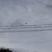 Cold birds on the wires... by happysnaps