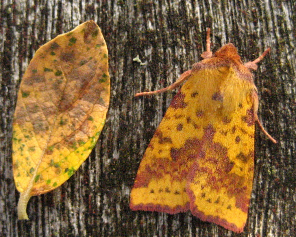 Pink barred Sallow by steveandkerry