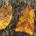 Pink barred Sallow by steveandkerry