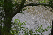 11th Sep 2015 - Beech tree on the bank of the Edisto River, Dorchester County South Carolina