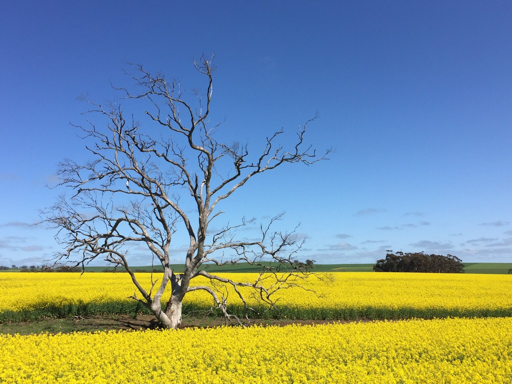 Canola  by pusspup