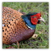 Cock Pheasant by julzmaioro