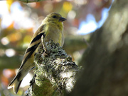11th Sep 2015 - Could this be a Goldfinch?