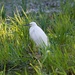 Evening sun on a Little Egret by padlock