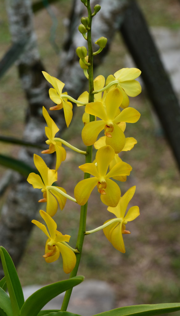 Yellow Orchid DSC_9599 by merrelyn