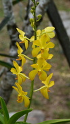 11th Sep 2015 - Yellow Orchid DSC_9599