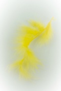 11th Sep 2015 - monthofyellow feather
