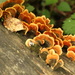 Met some fungis by bizziebeeme