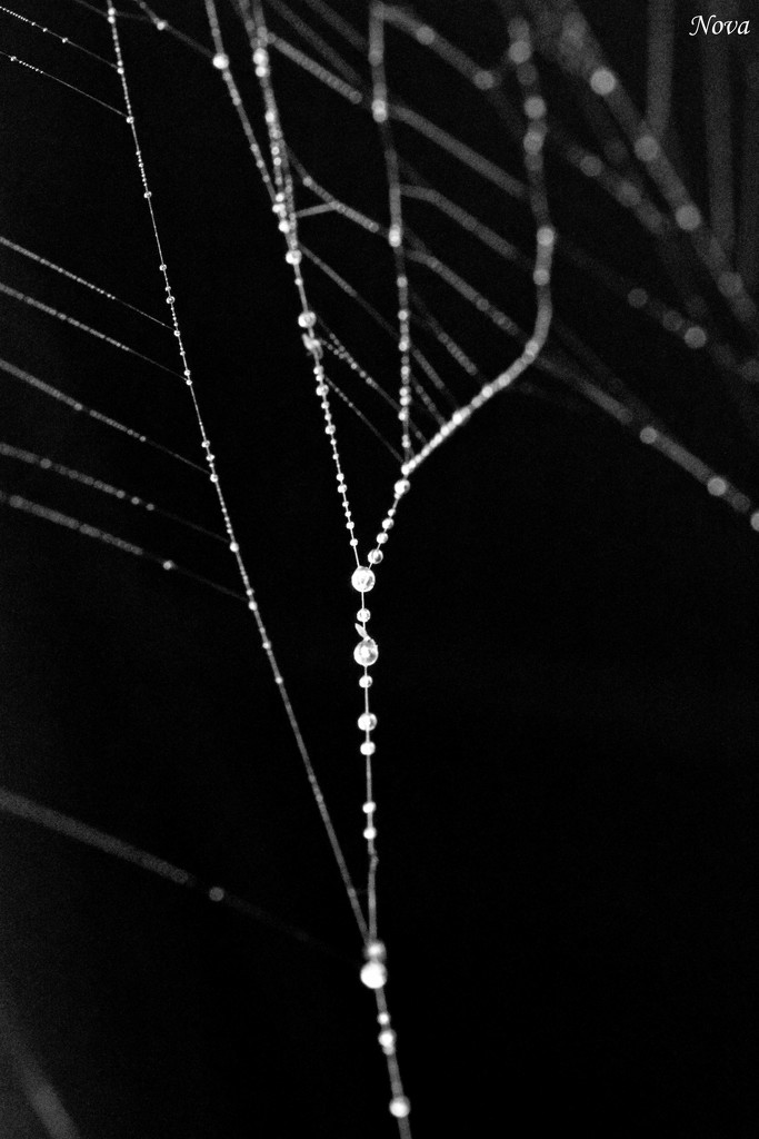 water + web = pearls by novab