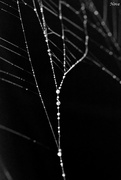 11th Sep 2015 - water + web = pearls