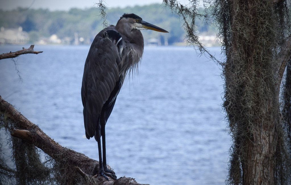 Blue Heron resting in the trees by rickster549