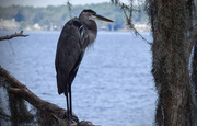 11th Sep 2015 - Blue Heron resting in the trees