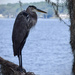 Blue Heron resting in the trees by rickster549