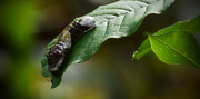 11th Sep 2015 - Unknown Caterpillar 