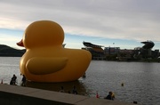 11th Sep 2015 - Huge yellow ducky