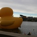 Huge yellow ducky by mittens
