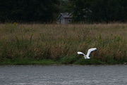 11th Sep 2015 - Great Egret flying by the shoreline