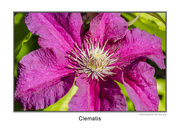 12th Sep 2015 - Clematis 
