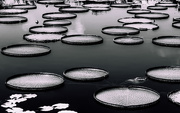 2nd Sep 2015 - Lily Pads