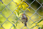 11th Sep 2015 - Bird in the fence!