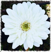 12th Sep 2015 - White Gerbera...