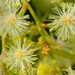 Australian Spring WATTLE by gigiflower