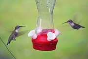 11th Sep 2015 - Ruby-throated Hummingbirds
