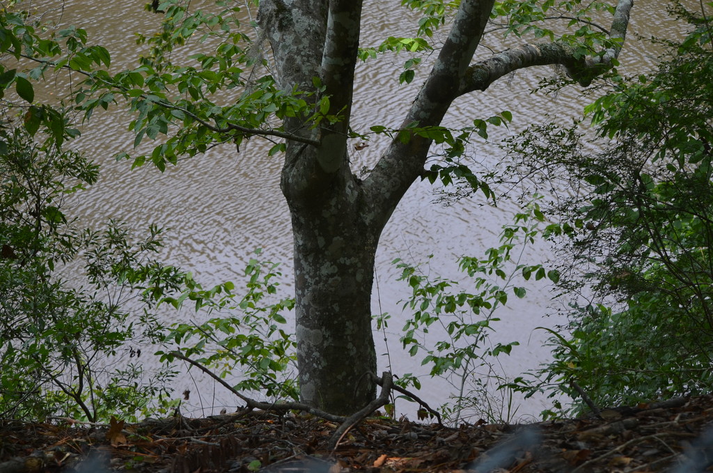 Beech tree along the Edisto River, Dorchester County, SC by congaree