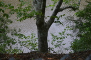 12th Sep 2015 - Beech tree along the Edisto River, Dorchester County, SC