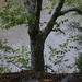 Beech tree along the Edisto River, Dorchester County, SC by congaree