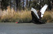 12th Sep 2015 - Black swan flight