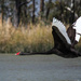 Black swan flight by flyrobin