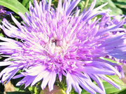 12th Sep 2015 - Aster.