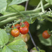 Tiny Tomatoes by gardencat