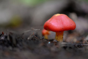 12th Sep 2015 - Little red mushroom!