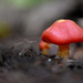 Little red mushroom! by fayefaye