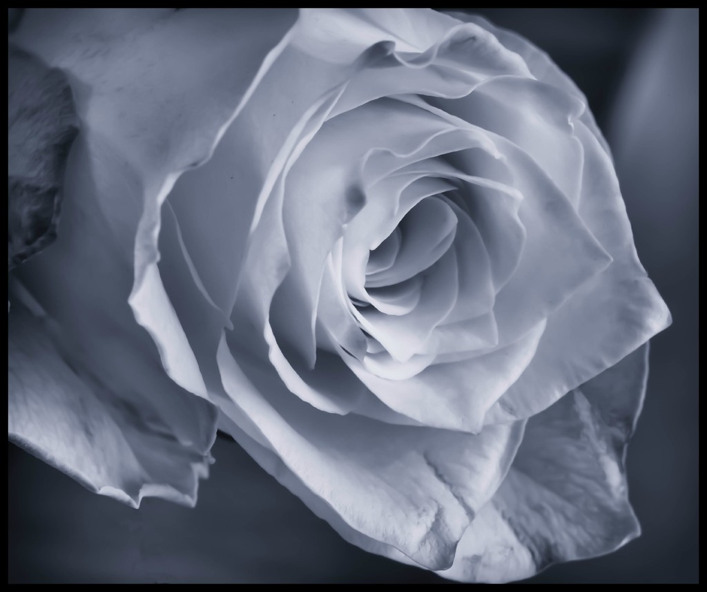 12th September 2015     - Rose B&W by pamknowler
