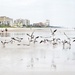 Flock of gulls by joemuli