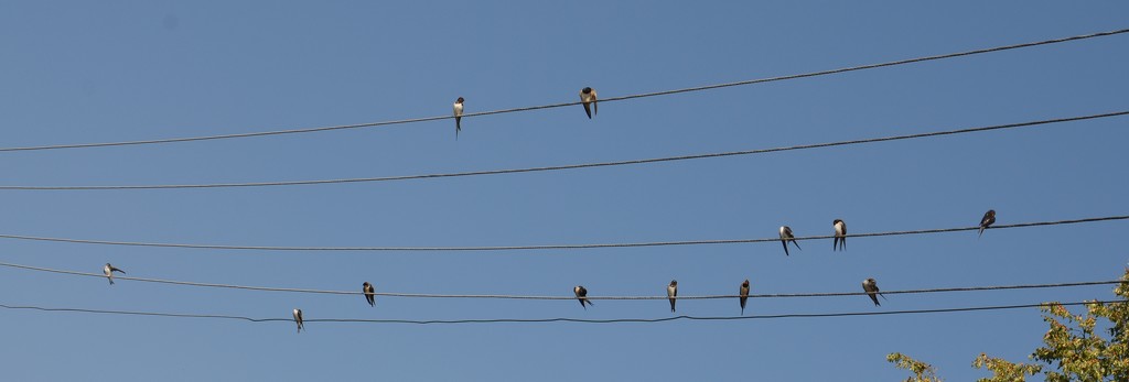 swallow composition by ivanc