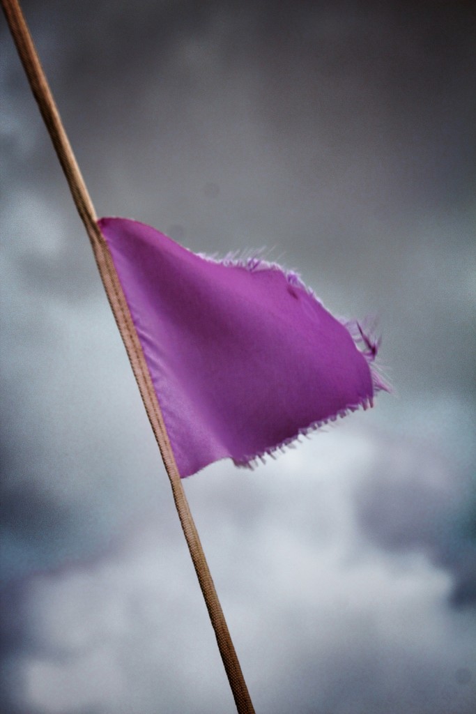 Purple flag by swillinbillyflynn