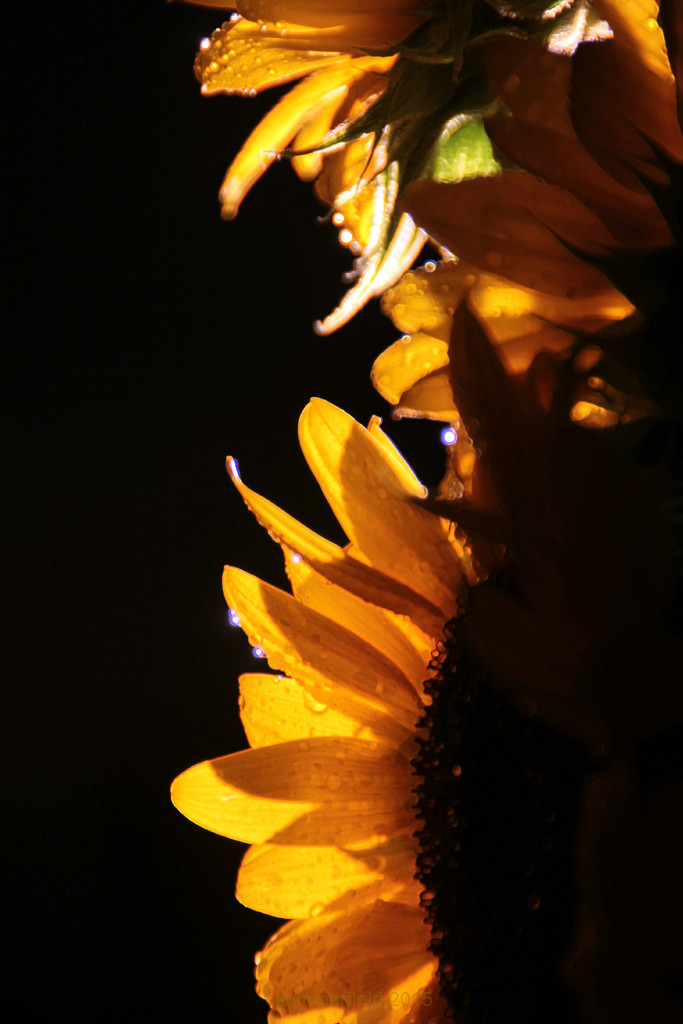 sunflower by summerfield