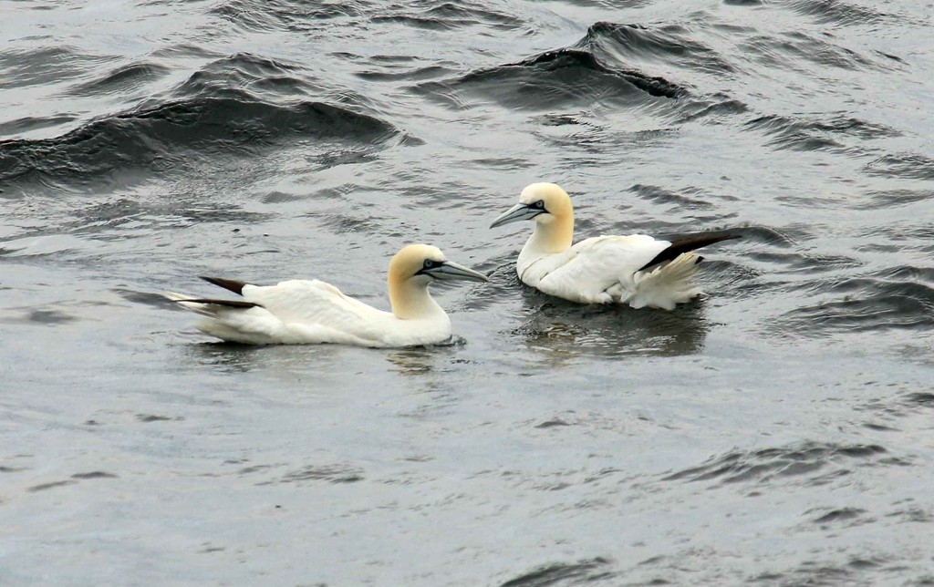 Gannets by hellie