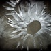 White paper daisy by peterdegraaff