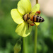 Bee greedy or bee working hard? by flyrobin