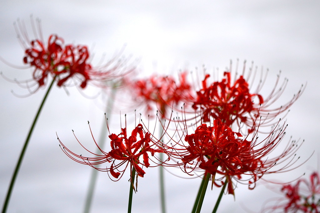 Spider lilies, Magnolia Gardens, Charleston, SC by congaree