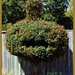 Fun Topiary. by happysnaps
