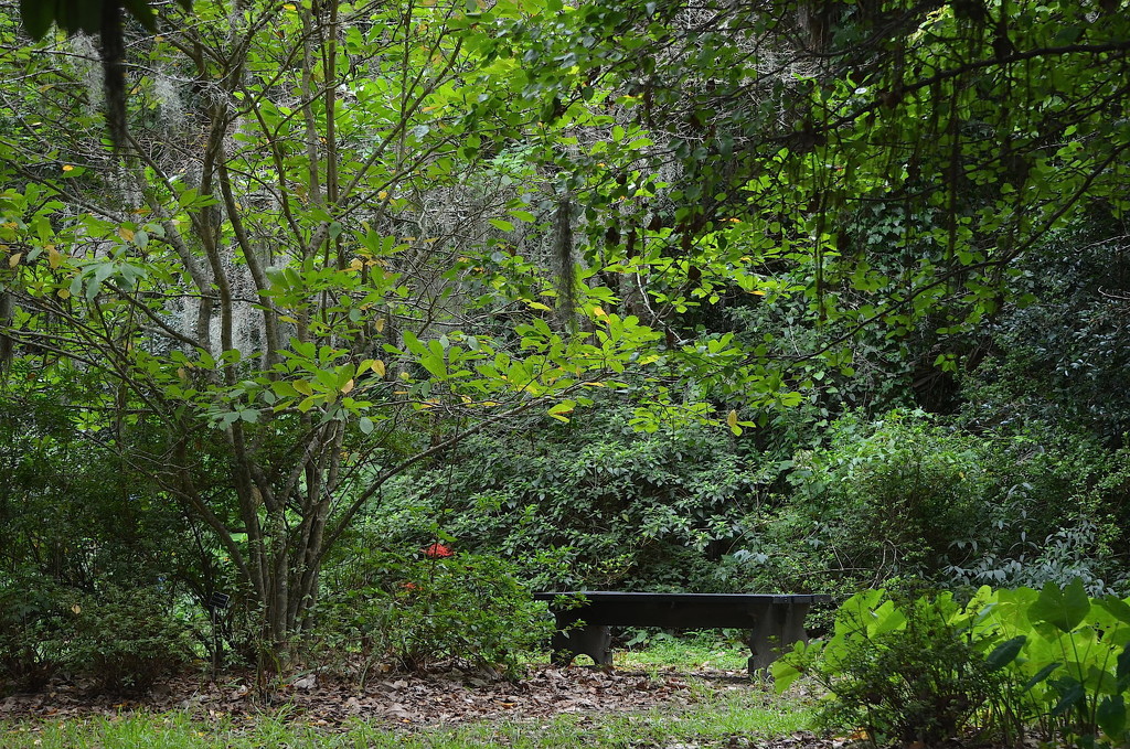 Green peace, Magnolia Gardens, Charleston, SC by congaree